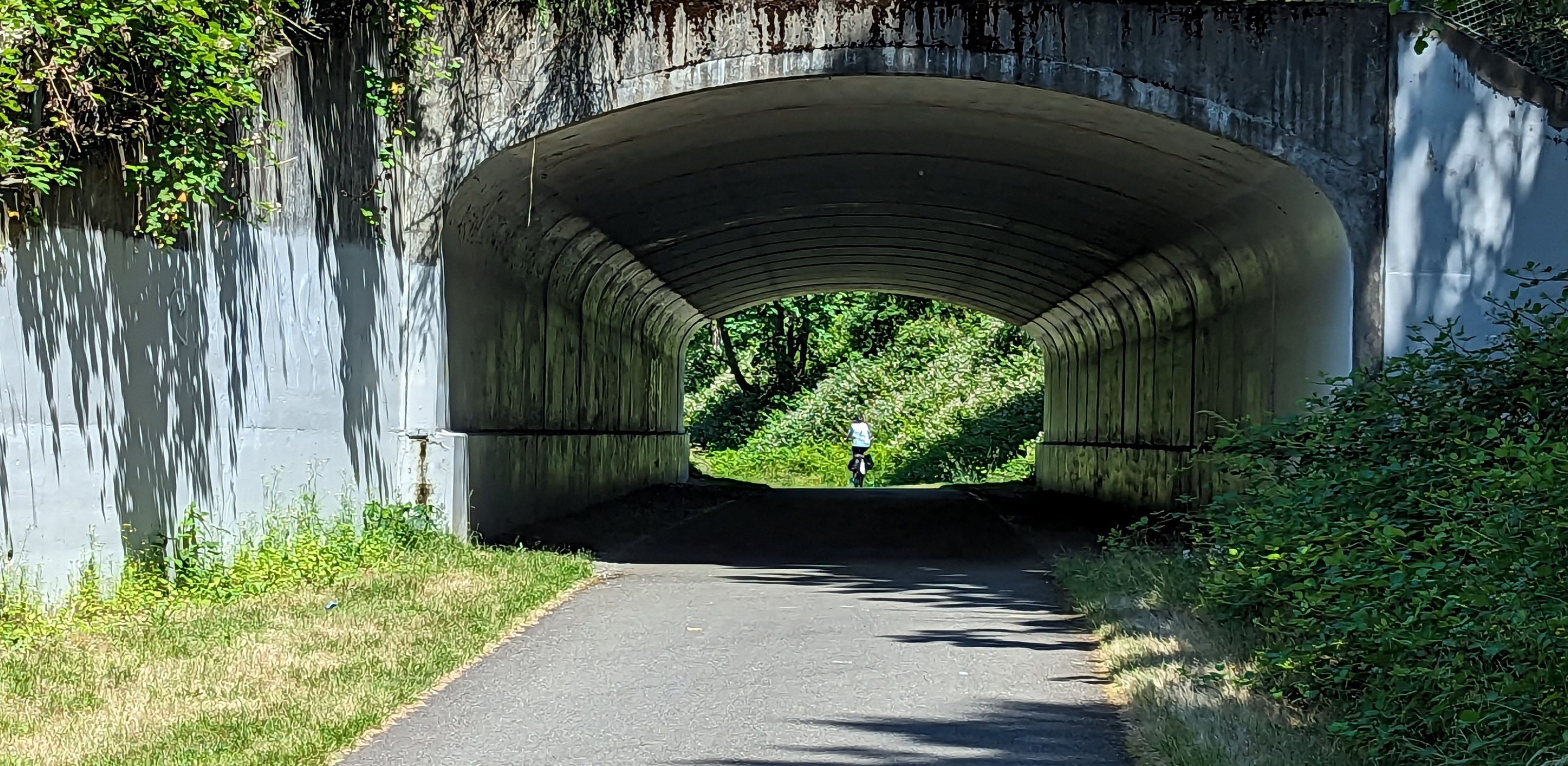 A picture of Alex riding through an underpass toward a hillside covered with blackberries.